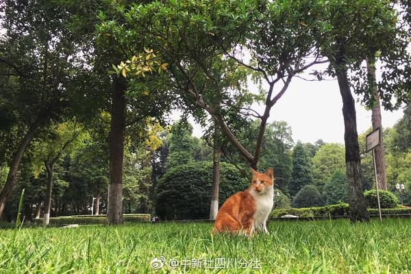 新能源车股走高 小鹏汽车涨超3.6%