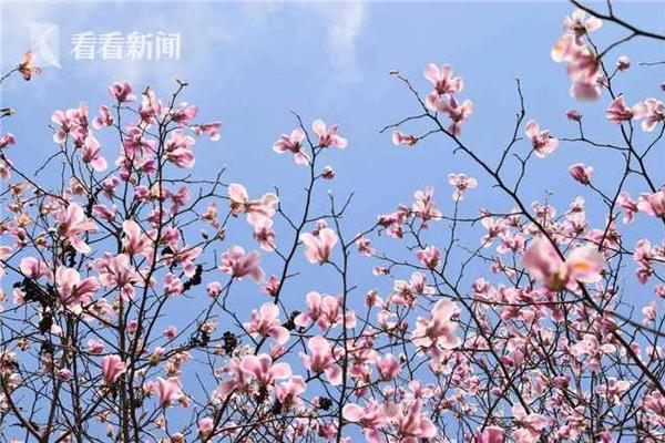 吃醋泡黑豆有什么好处